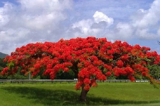 20 Seeds Delonix regia - Royal Poinciana Flame Tree, Gulmohar, Tropical Ornamental Tree Seeds