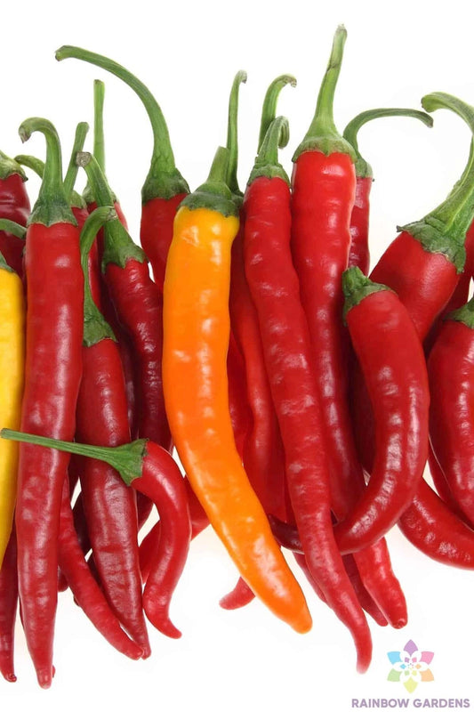 Jwala Finger Hot Pepper Seeds - 25+ Pack - Capsicum annuum - USA Grown