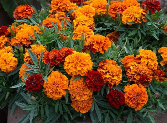Marigold Seeds - 25 Seeds - Fireball Color Changing Variety - Tagetes erecta