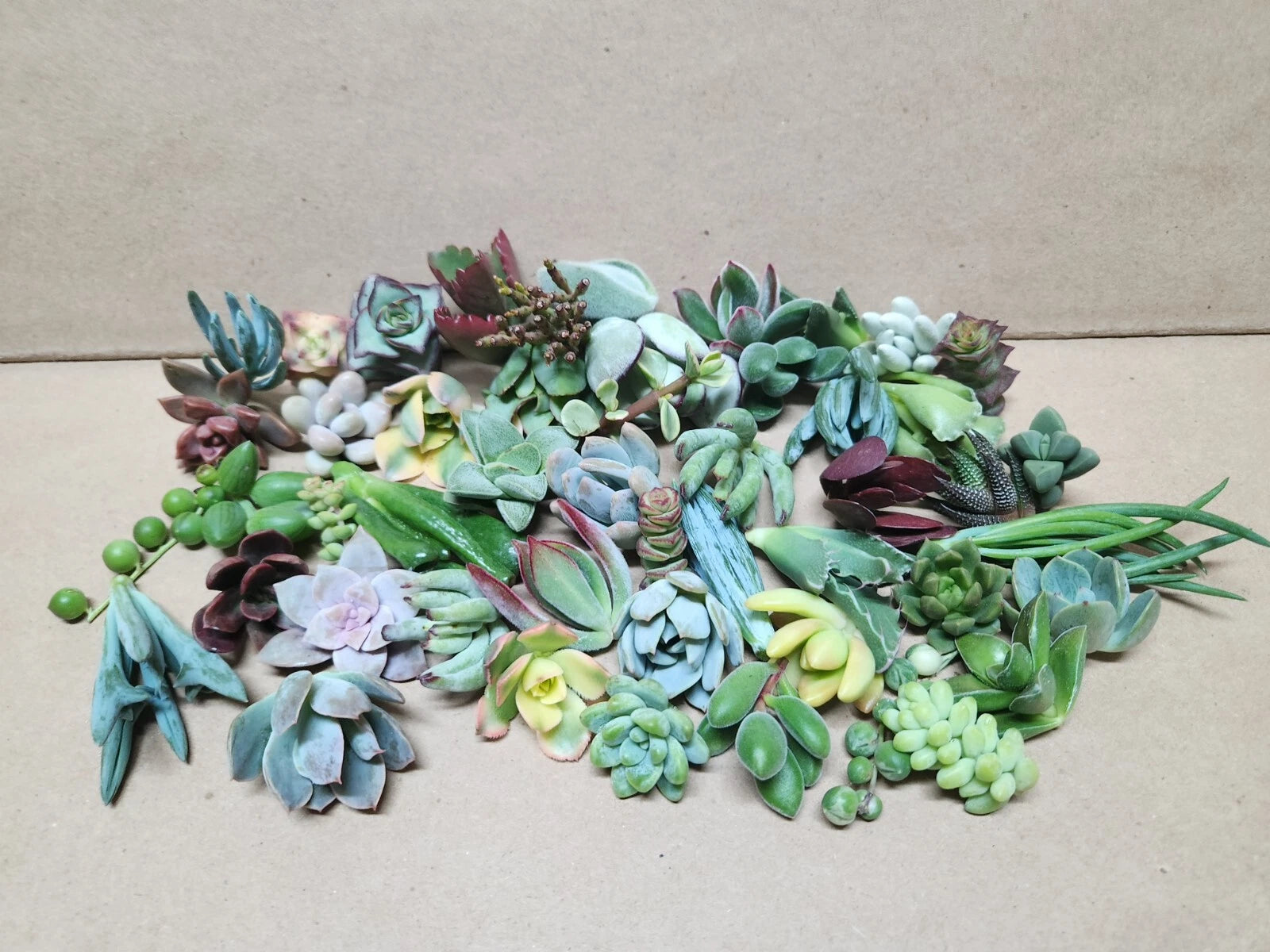 Assorted Succulent Cuttings Set - 25 Pieces, 50 Varieties, Perfect for Planting and Arranging