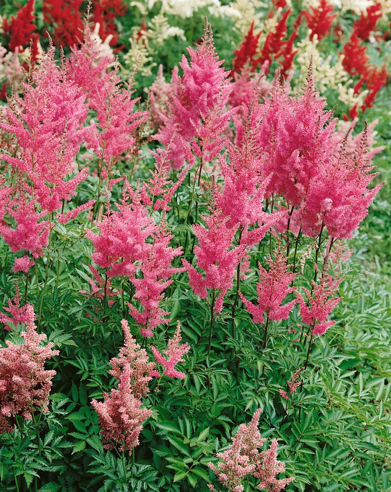 Astilbe Rheinland Bare Root Plants - 25 Count - Perennial Flower - Astilbe spp.