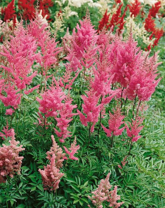 Astilbe Rheinland Bare Root Plants - 25 Count - Perennial Flower - Astilbe spp.