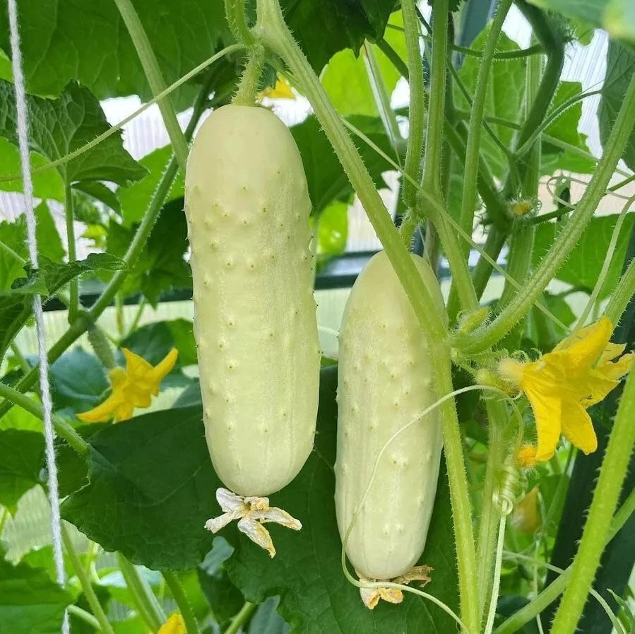 50+ White Wonder Cucumber Seeds - Heirloom, Organic, Non-GMO - Rare Variety - Cucumis sativus