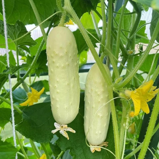 50+ White Wonder Cucumber Seeds - Heirloom, Organic, Non-GMO - Rare Variety - Cucumis sativus