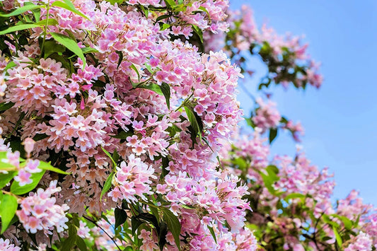 Beautybush Seeds for Planting - 20 Pack - Kolkwitzia amabilis - Flowering Shrub Seeds