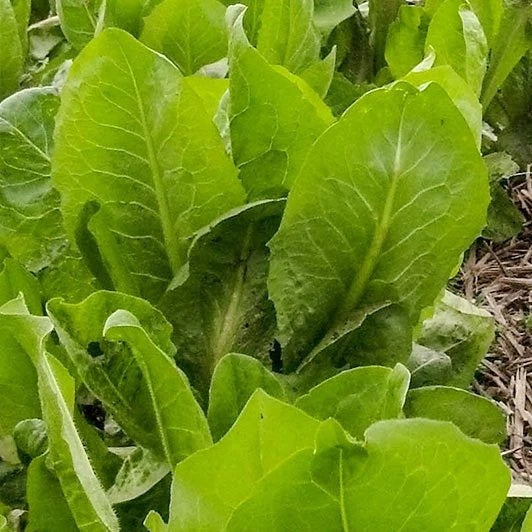 African Cabbage Seeds - 1000+ Count - Non-GMO Heirloom Cover Crop Seeds - Ideal for 2025 Planting