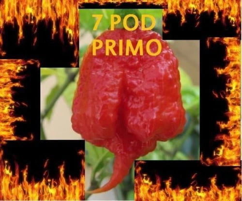 1000 Seeds Trinidad 7 Pod PRIMO Rare Hottest Pepper (Capsicum chinense) World Record Extreme