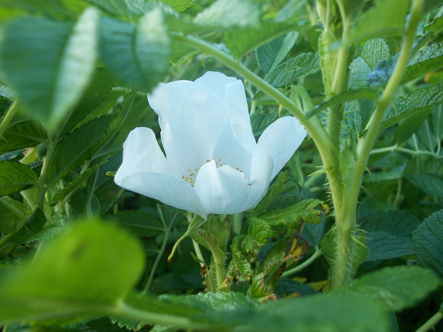 50 White Rugosa Rose Seeds, Rosa rugosa albiflora, Perennial Shrub Seeds for Gardens and Landscaping
