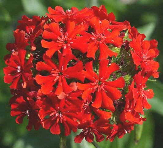 Maltese Cross Flower Seeds 500+ Perennial Red Lychnis chalcedonica for Garden Butterflies