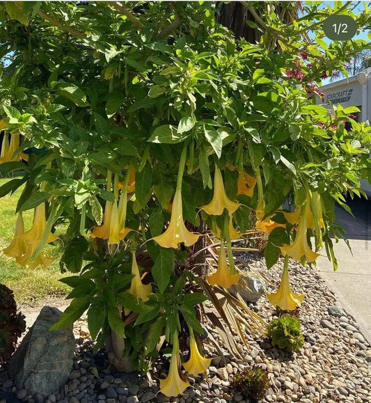 Brugmansia Angel Trumpet Cutting 4 Inch Unrooted Tropical Plant Easy to Grow