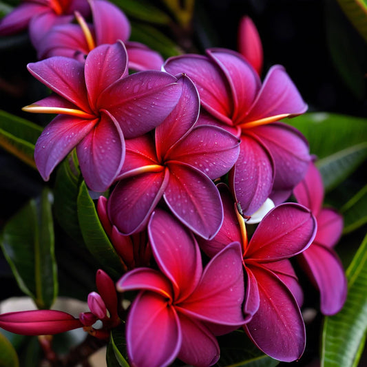 Black Purple Plumeria Seeds - 5 Pack Hawaiian Flower Lei Perennial (Plumeria rubra)