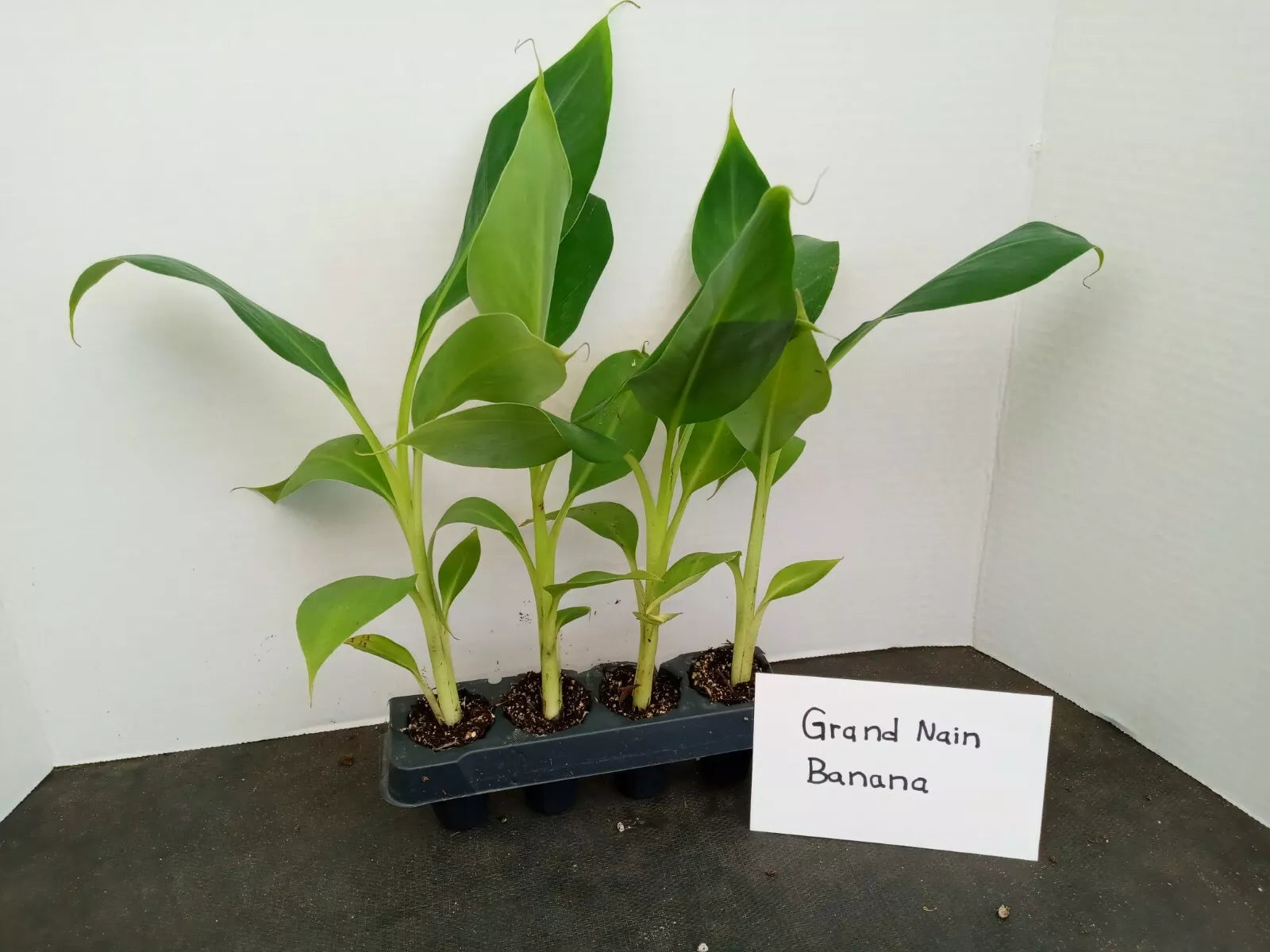 Grand Nain Banana Starter Plants - 4 Pack, 4-8 Inches Tall, Musa acuminata - Pesticide-Free, Fruit-Bearing Banana Plants