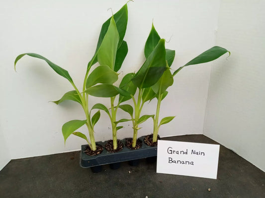 Grand Nain Banana Starter Plants - 4 Pack, 4-8 Inches Tall, Musa acuminata - Pesticide-Free, Fruit-Bearing Banana Plants