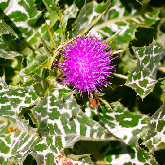 Milk Thistle Seeds - Whole Seeds for Planting - Silybum marianum - Holistic Liver Support Herb - 2025 Gardening