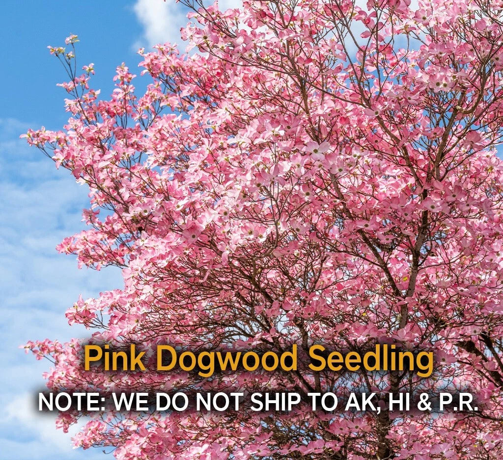 Pink Dogwood Tree – 2.5" Pot, Hardy Flowering Tree, Cornus florida, Amber's Reserved