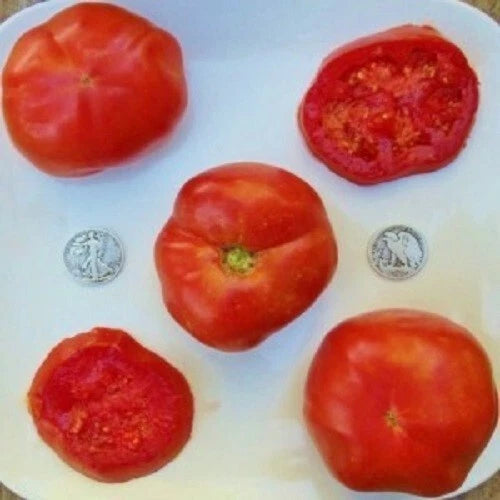 Box Car Willie Seeds - 25 Fresh Seeds - Heirloom Tomato (Solanum lycopersicum) - 2024 Harvest