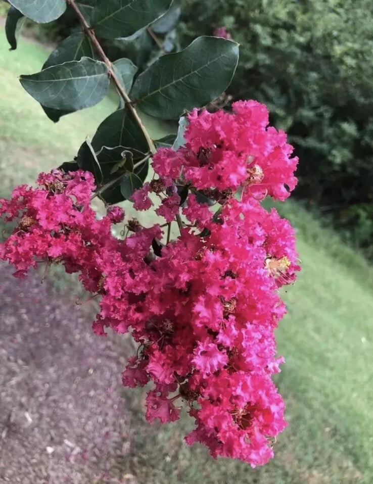 Crape Myrtle Tree Seeds - 200 Seeds, Crepe Variety (Lagerstroemia Indica) for Flowering Plants