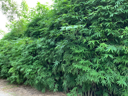Dwarf Bamboo Seeds - 50 Pack - Clumping Privacy Plant for Garden - Shade Screen - US Seller - Bambusa spp.