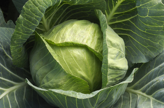Cabbage Seeds - Late Flat Dutch Variety - Fresh Organic Cabbage Seed - Brassica oleracea