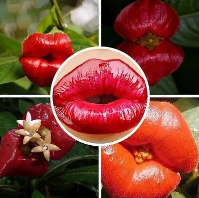 50pcs Sexy Red Lip Flower Seeds - Psychotria Elata - Unique Garden Plant Seeds for Park and Home Gardening