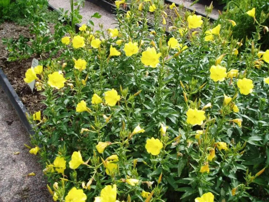 Evening Primrose Seeds - 100 Count - Oenothera biennis - Organic Flower Seeds for Planting