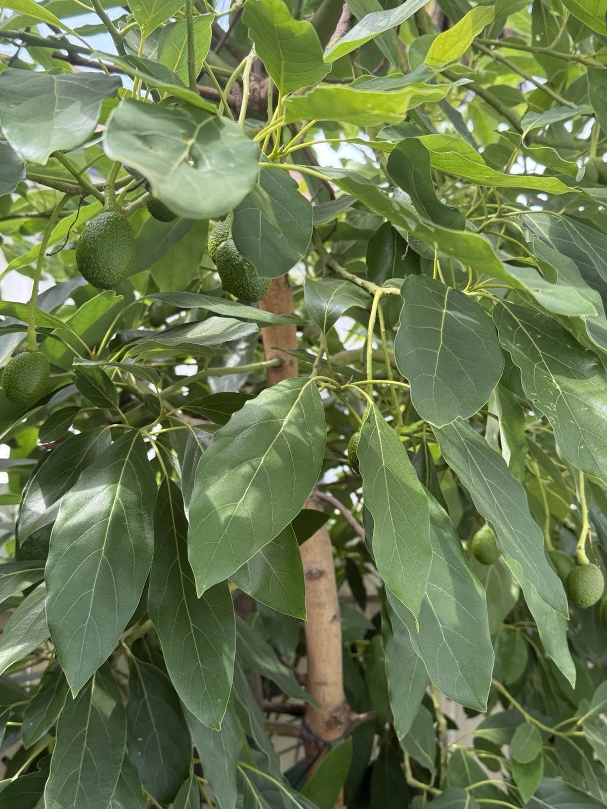 HASS Avocado Cuttings Scions for Grafting - Persea americana - 4 Healthy Plant Starts