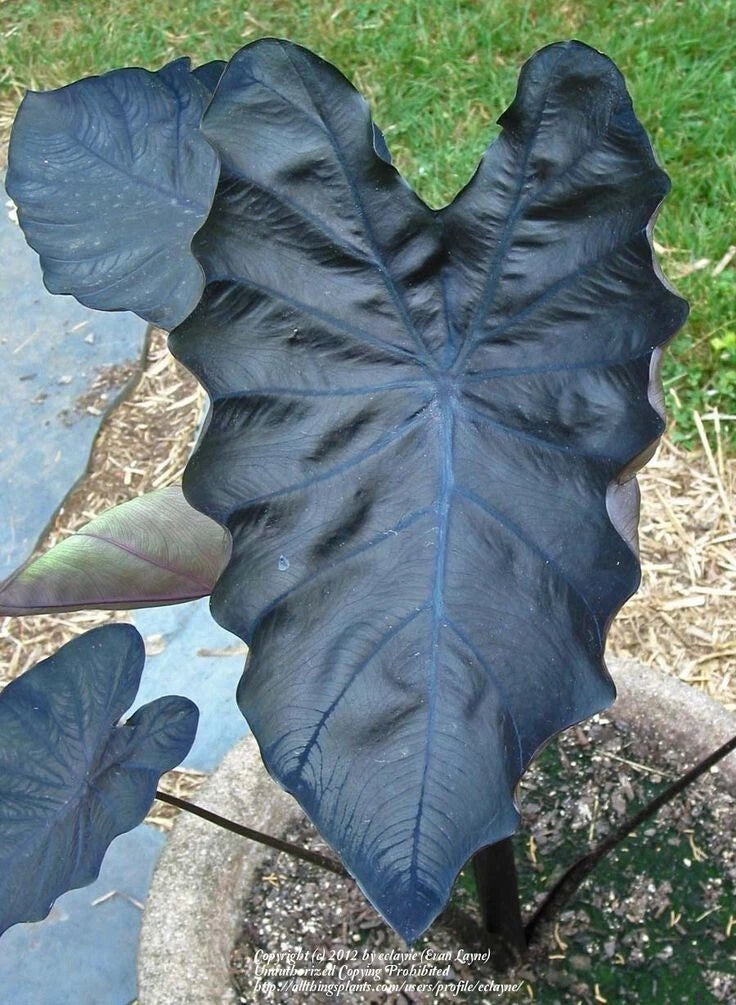 Black Coral Colocasia esculenta Elephant Ear - Small Rooted Starter Plant - Tropical Foliage