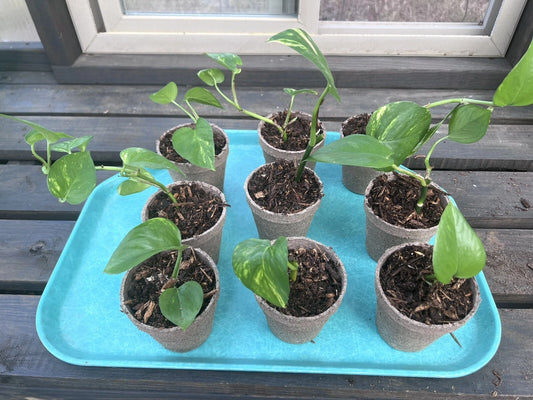 Marble Queen Golden Pothos 4-6" Variegated Live Plant in 3" Pot Epipremnum aureum
