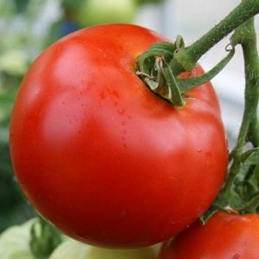 Abe Lincoln Tomato Seeds, 30 Count, Heirloom, Large Round, NON-GMO, Organic Gardening