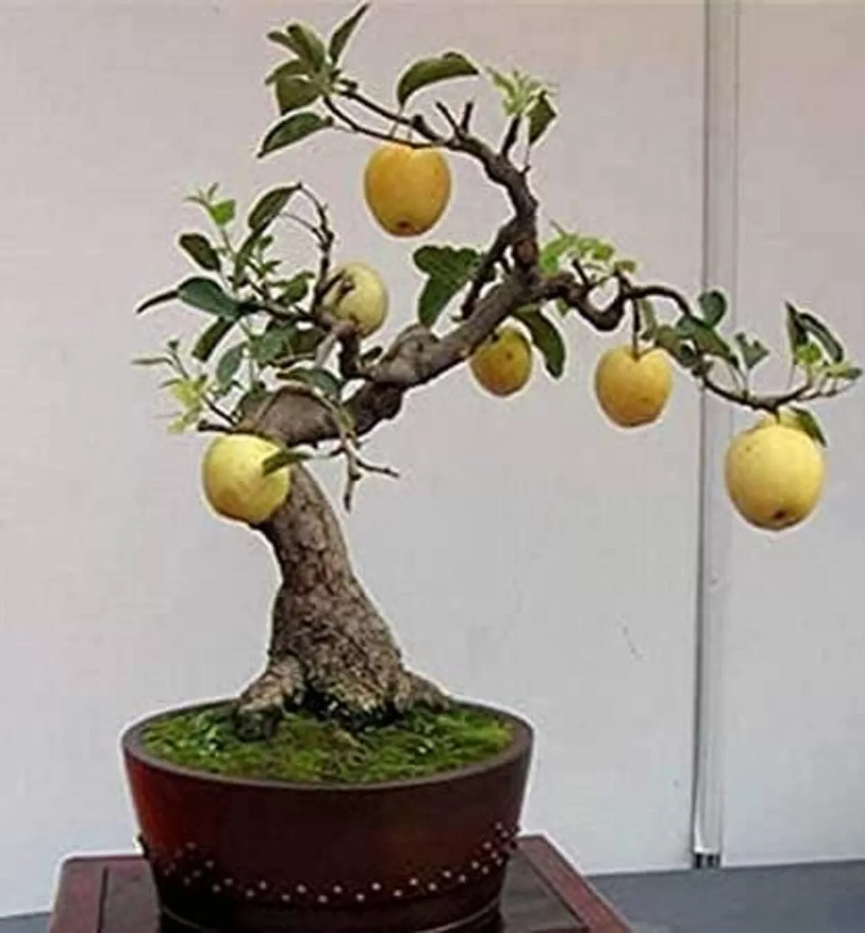 do bonsai trees produce seeds Bonsai Pear Tree Seeds - 8 Large Seeds - Fruit Bearing Variety