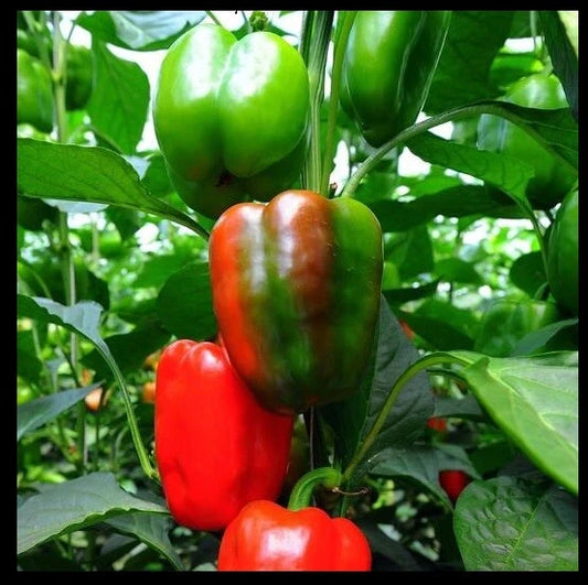 California Wonder Bell Pepper Seeds - 20 Count - Heirloom Red Green Sweet (Capsicum annuum)
