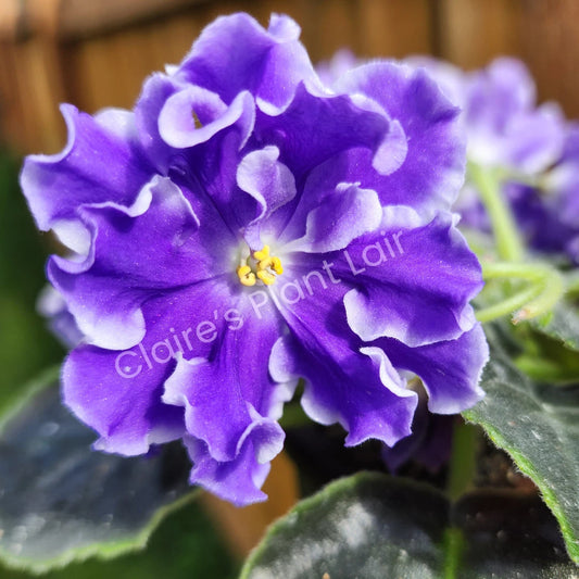 African Violet Leaf - Lightspeed Variety - Saintpaulia ionantha
