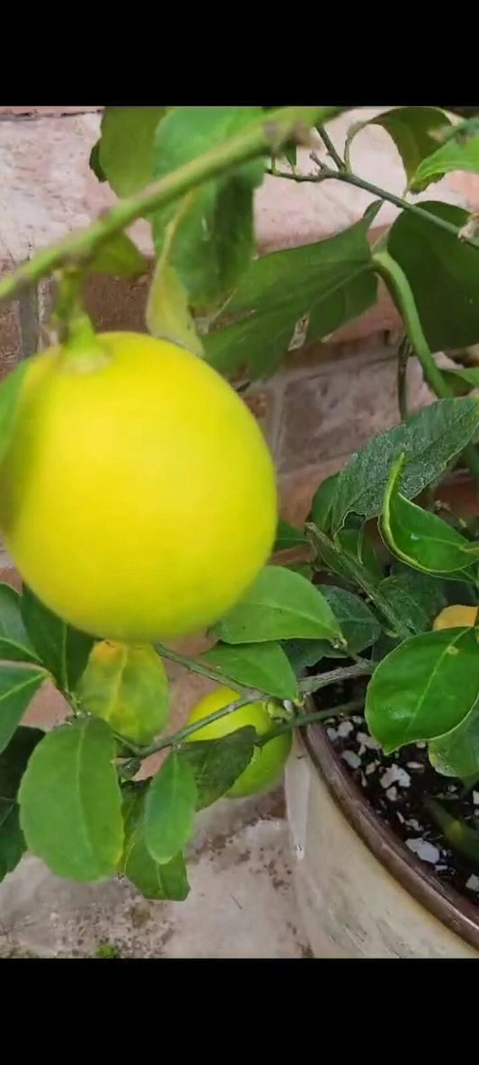 Meyer Lemon Tree - 4 Inch Pot - Full of Blooms - Indoor/Outdoor Plant - Citrus × meyeri