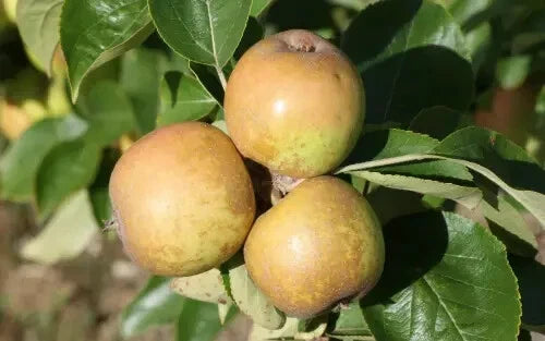 Brown Snout Apple Seeds - 25+ Seeds for Garden Planting - Malus domestica - USA Grown, Organic, Free Shipping