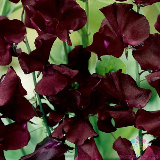 Beau­jolais Sweet Pea Seeds - 50+ Pack for Garden Planting - Lathyrus odoratus - USA