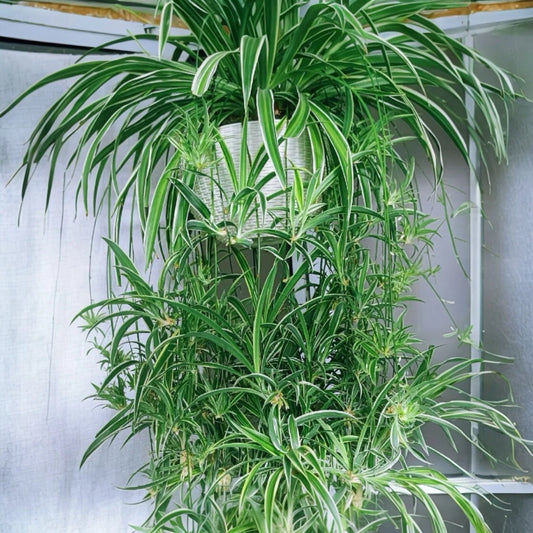 2PCS Reverse Variegated Spider Plant Cuttings - Air-Purifying Fast-Growing Indoor Plants (Chlorophytum comosum)
