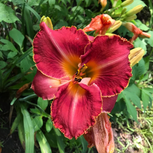 Assorted Daylilies Plants - Mixed Colors - Perennial Flowering Plants (Hemerocallis) for Garden and Landscape