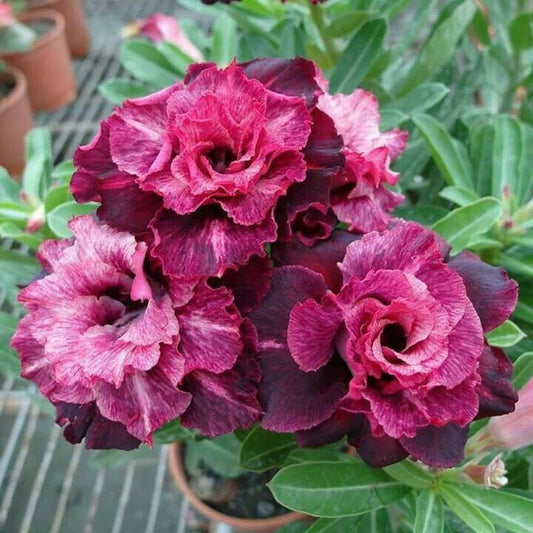 Magenta White Desert Rose Seeds - Adenium Obesum - Exotic Flower Seeds - 4 Pack