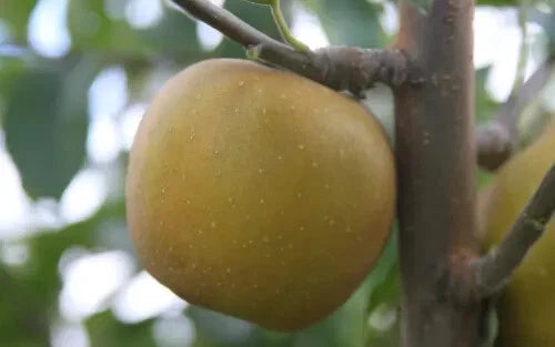 25+ Pine Golden Pippin Apple Seeds for Planting, Malus pumila, USA Grown, Ideal for Garden Cultivation