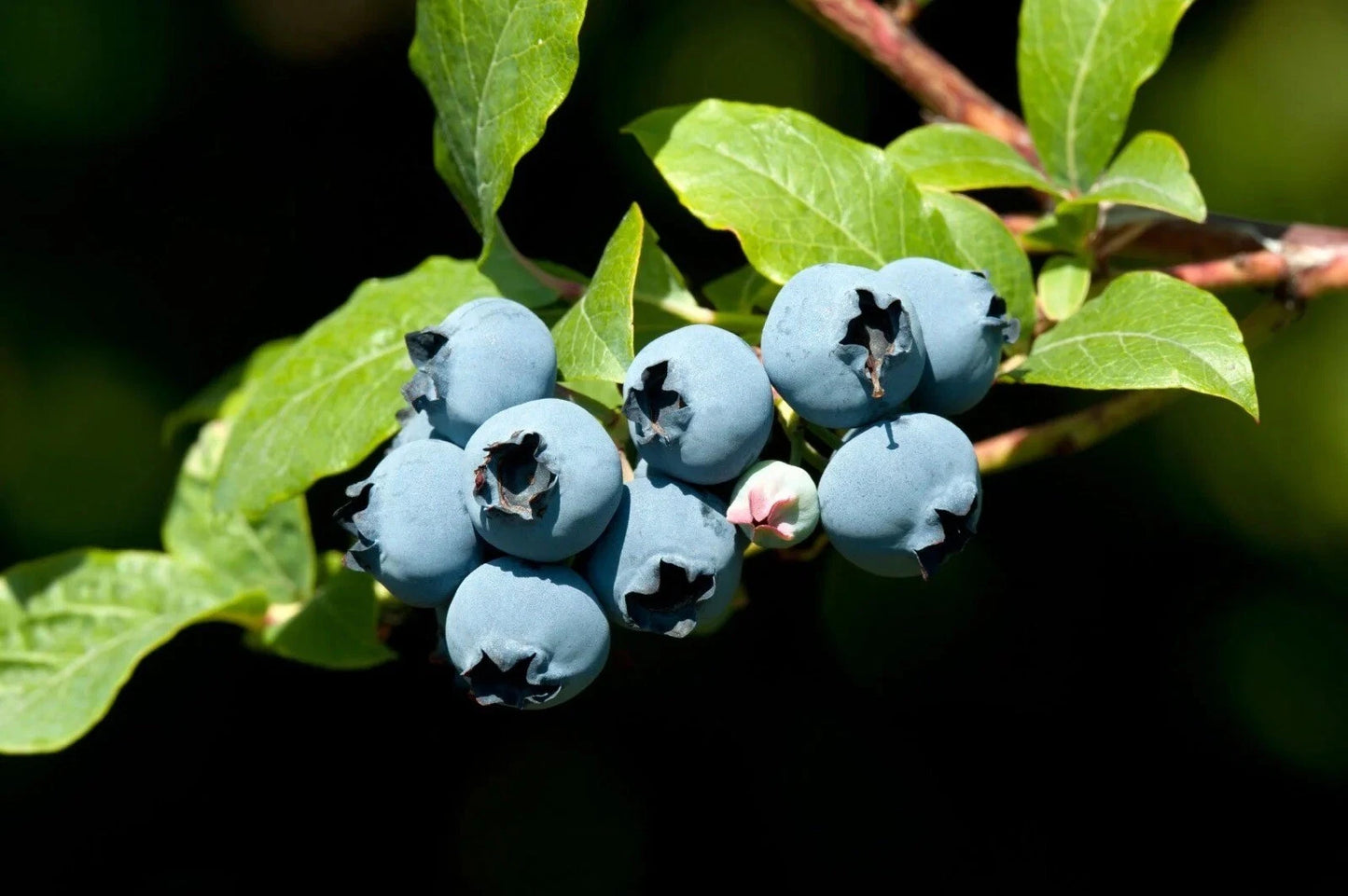 Blueberry Bush Seeds - 50 Count - High Yield Variety - Vaccinium corymbosum - Free USA Shipping