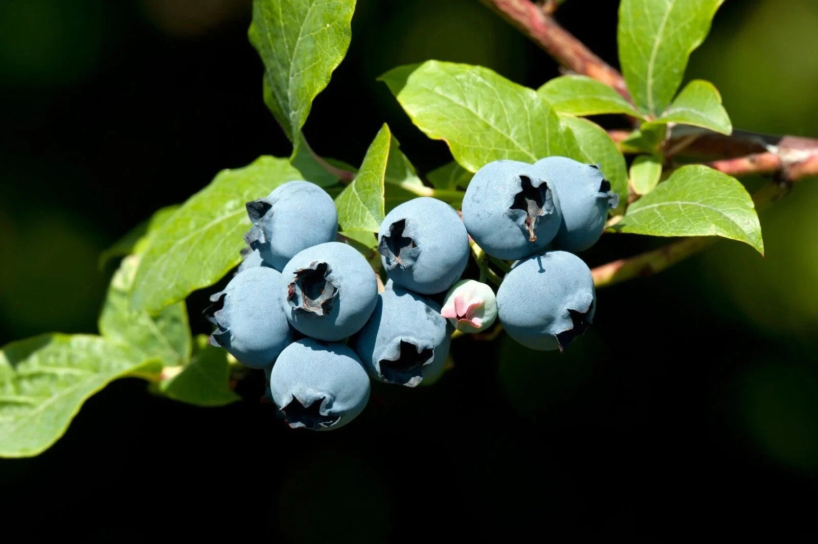 Blueberry Bush Seeds - 50 Count - High Yield Variety - Vaccinium corymbosum - Free USA Shipping