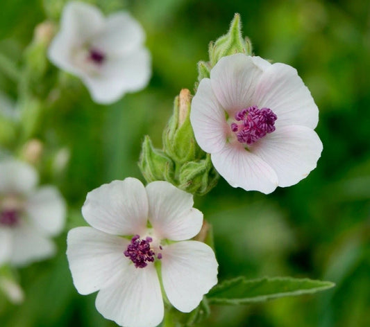 Marshmallow Seeds 50+ Pack Althaea Officinalis Perennial Herb Garden, Organic, Non-GMO, Free Shipping