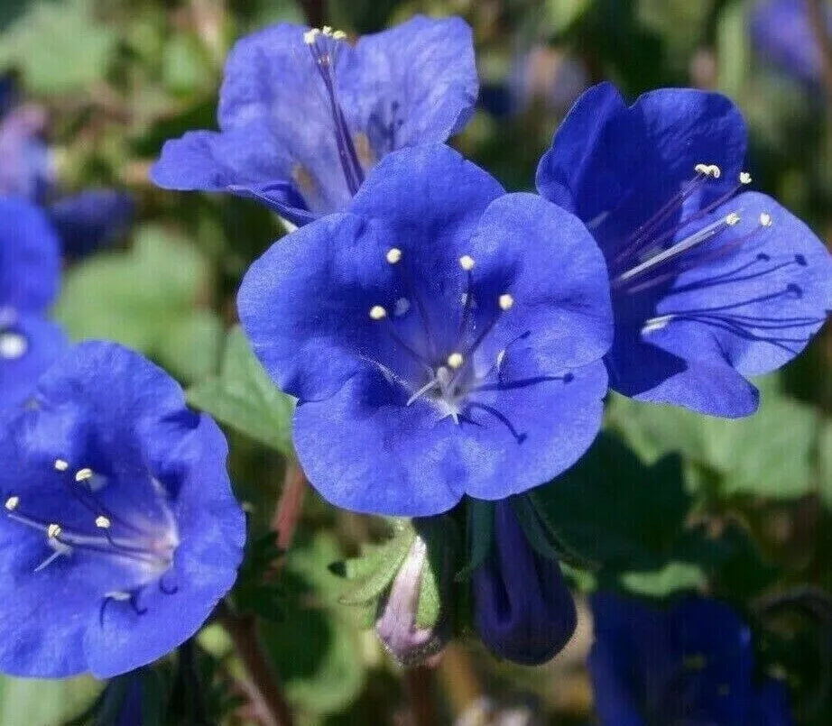 California Bluebell Flower Seeds 1000+ Annual Phacelia Campanularia - Easy Grow, Drought Tolerant, Vibrant Blue Blooms
