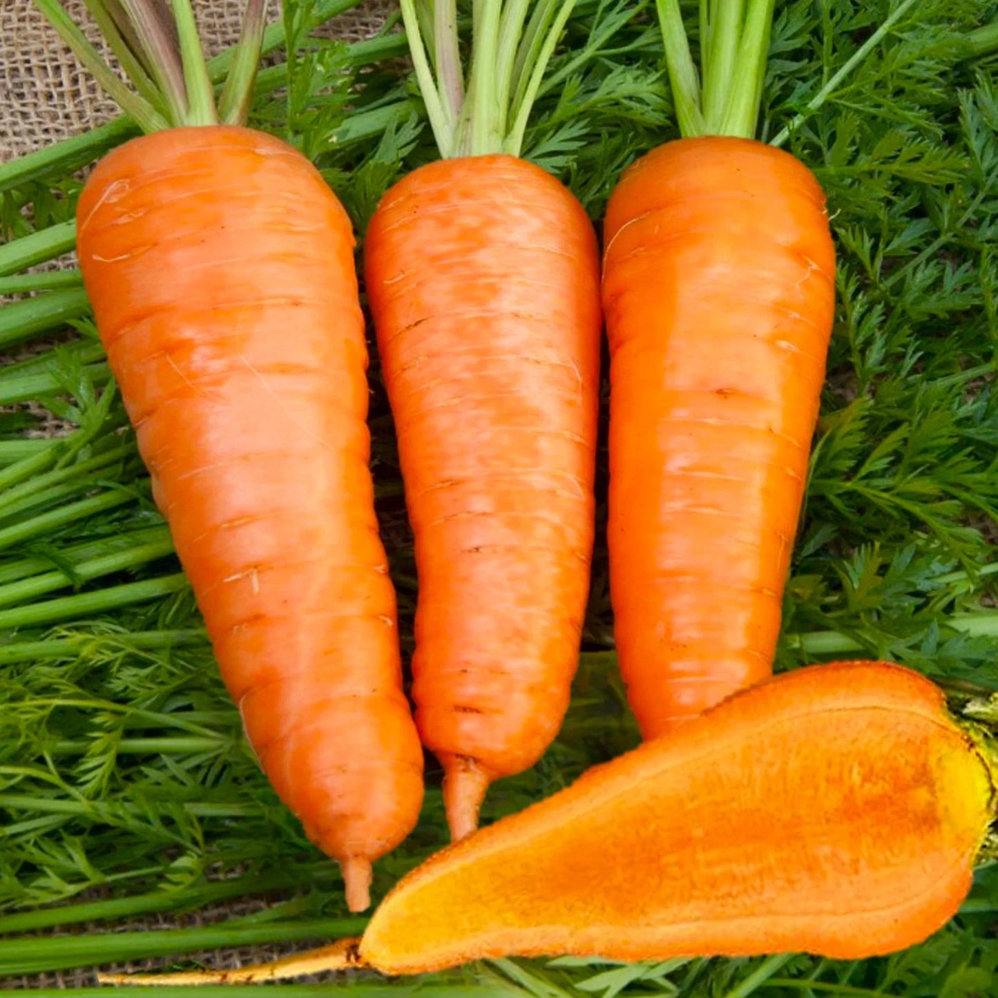 Chantenay Red Cored Carrot Seeds - Sweet Cone Variety for 2025 Planting - Daucus carota - French Vichy USA