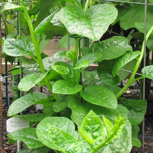 Malabar Spinach Seeds - 15-100 Count Green Vine Alugbati Mồng Tơi Nutritional Superfood (Basella alba)