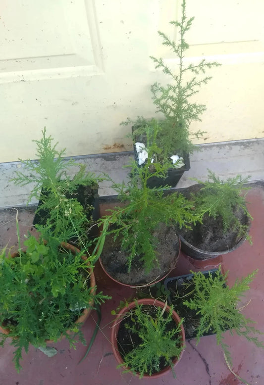 Cedar-of-Goa Bare Root Plant 12-14" | Hesperocyparis Lusitanica | Fast-Growing Evergreen Tree