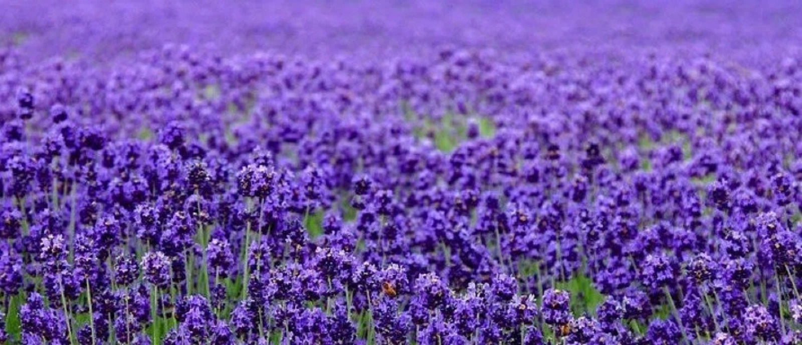 Lavender Seeds 200+ Seeds - Beautiful English Lavender (Lavandula angustifolia) - Perfect for Gardens and Aromatherapy