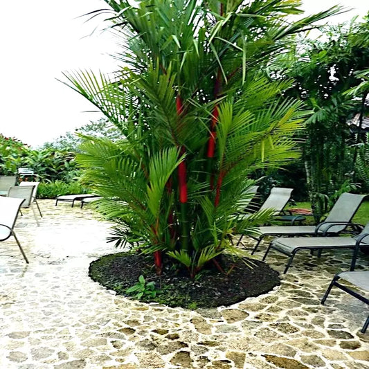 10 Red Sealing Wax "Lipstick" Palm Tree Seeds - Cyrtostachys renda - Tropical House Plant Seeds for Indoor Gardening
