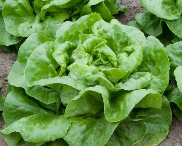 Butter Crunch Lettuce Seeds 600+ Non-GMO Butterhead Vegetable Seeds - Lactuca sativa, USA, Free Shipping