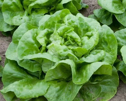 Butter Crunch Lettuce Seeds 600+ Non-GMO Butterhead Vegetable Seeds - Lactuca sativa, USA, Free Shipping